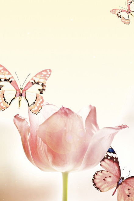 Butterflies And Tulips PosterPrint - Item # VARDPI1827723