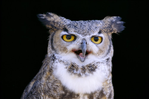 Great Horned Owl (Bubo Virginianus) Portrait B1660 PosterPrint - Item # VARDPI1998889