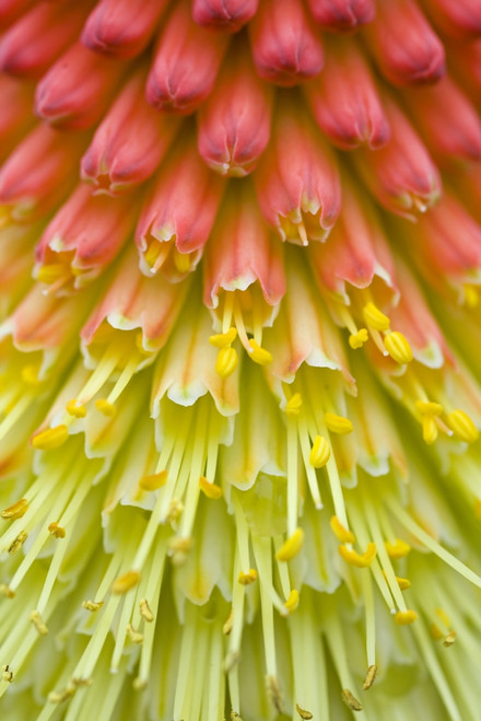 Close Up Of Flower Stamen PosterPrint - Item # VARDPI1831975