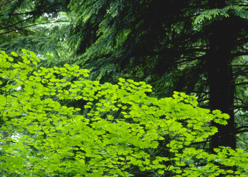 Umbrella Of Trees In Forest PosterPrint - Item # VARDPI1780572