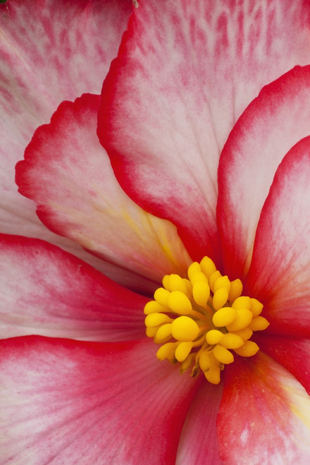 Macro View Of A Variegated Begonia Flower PosterPrint - Item # VARDPI2093648