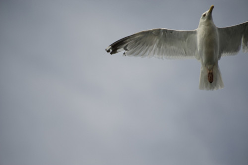 Seagull PosterPrint - Item # VARDPI1836733