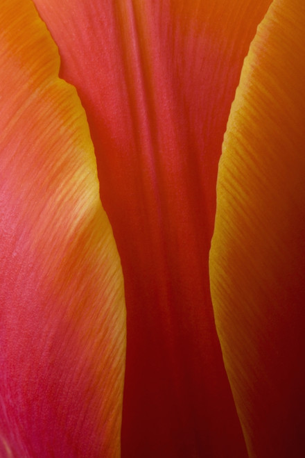 Extreme Close-Up Of Colorful Tulip Petals PosterPrint - Item # VARDPI1941754