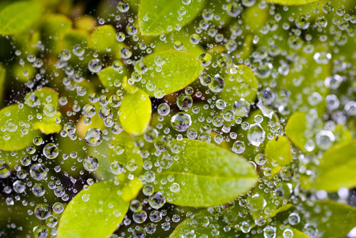 Closeup Of Morning Dew On Leaves PosterPrint - Item # VARDPI1832007