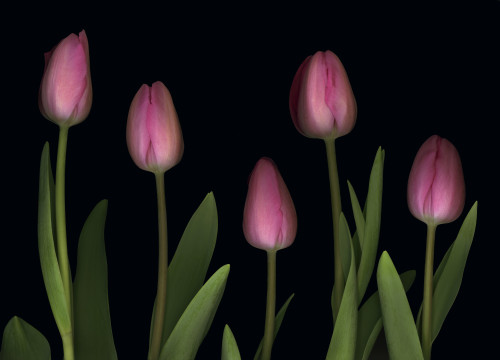 Pink Tulips PosterPrint - Item # VARDPI1829421