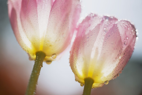 Dew On Tulips PosterPrint - Item # VARDPI1860847
