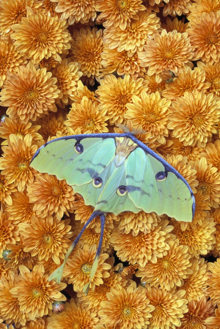 Butterfly On Flowers PosterPrint - Item # VARDPI1787912