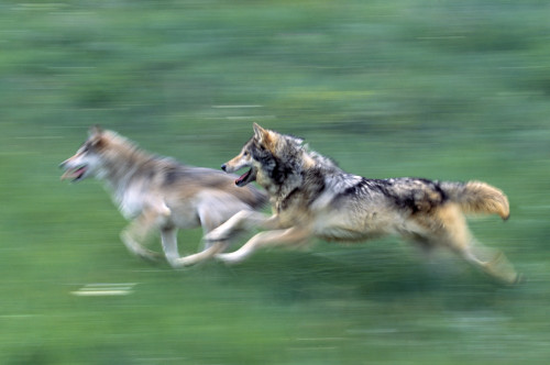 Two Wolves In Mountain Meadow PosterPrint - Item # VARDPI1787506