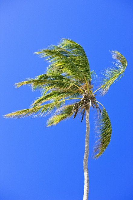 Palm Tree Against Clear Blue Sky PosterPrint - Item # VARDPI1828879