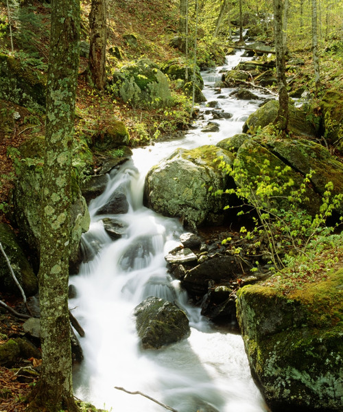 River With Trees In The Forest PosterPrint - Item # VARDPI1803928