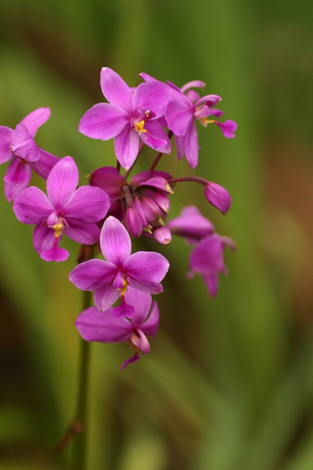 Close-Up Of A Cluster Of Bright Pink Orchids PosterPrint - Item # VARDPI1991273