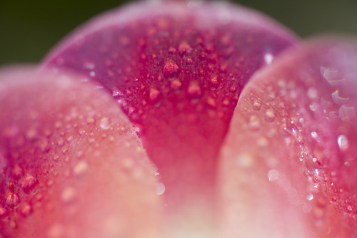 Closeup Of Dew On Tulip Petal PosterPrint - Item # VARDPI1831944