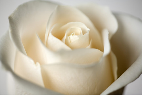 Close-Up Of White Rose PosterPrint - Item # VARDPI1783393