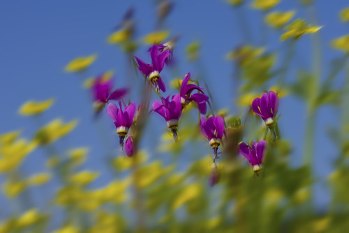 Close Up Of Shooting Stars And Buttercup Wildflowers PosterPrint - Item # VARDPI2160225