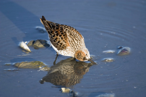 Western Sandpiper Feeding Hartney Bay Cordova Alaska Southcentral Summer PosterPrint - Item # VARDPI2095307