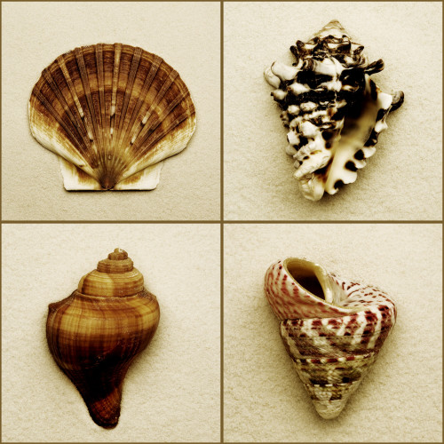 Seashell Composite PosterPrint - Item # VARDPI1795115
