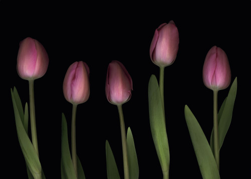 Pink Tulips PosterPrint - Item # VARDPI1829422