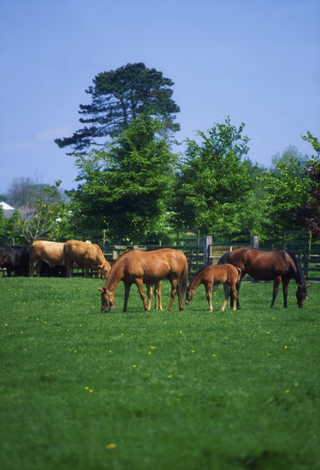 Thoroughbred Horses PosterPrint - Item # VARDPI1807306