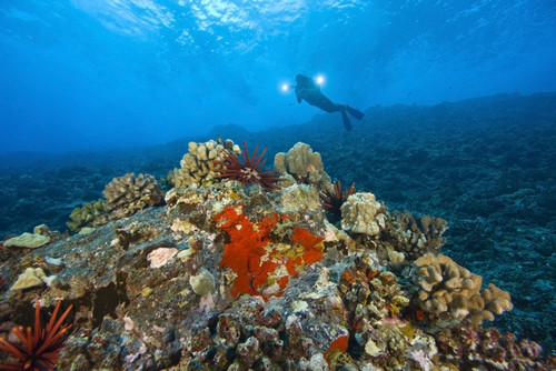 Molokini Crater Maui Hawaii Usa A Single Scuba Diver PosterPrint - Item # VARDPI1837110