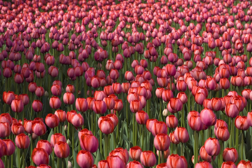 Tulips PosterPrint - Item # VARDPI1831067