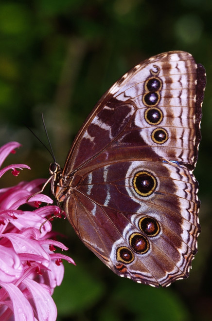 Blue Morpho Butterfly On Flower PosterPrint - Item # VARDPI1788877