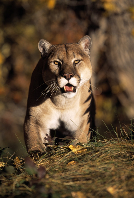 Stalking Mountain Lion PosterPrint