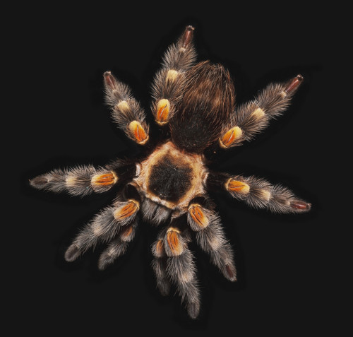 Spider on a black background PosterPrint - Item # VARDPI2268272