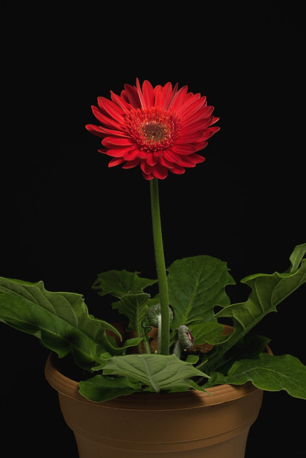 A Red Gerbera In A Pot PosterPrint - Item # VARDPI1832547