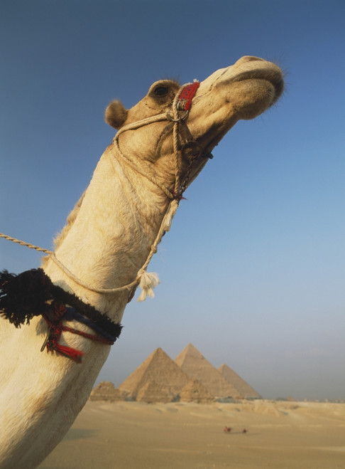 Camel And Great Pyramids Of Giza PosterPrint - Item # VARDPI1880560