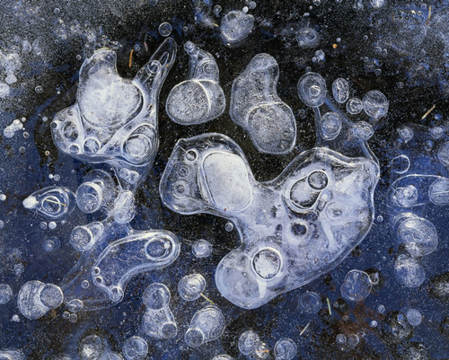 Frozen Bubbles In Pond Ice Eagle River Valley Sc Alaska Winter Chugach State Park PosterPrint - Item # VARDPI2095037