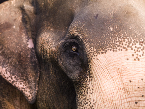 Close Up Of Elephant PosterPrint - Item # VARDPI1827927