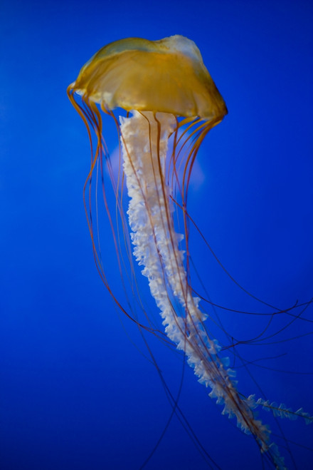 Jellyfish PosterPrint - Item # VARDPI1824024