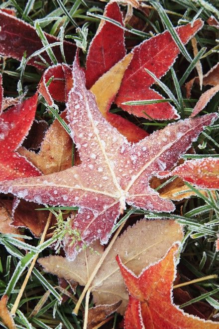 Fall Colored Leaves Covered In Frost PosterPrint - Item # VARDPI1871365