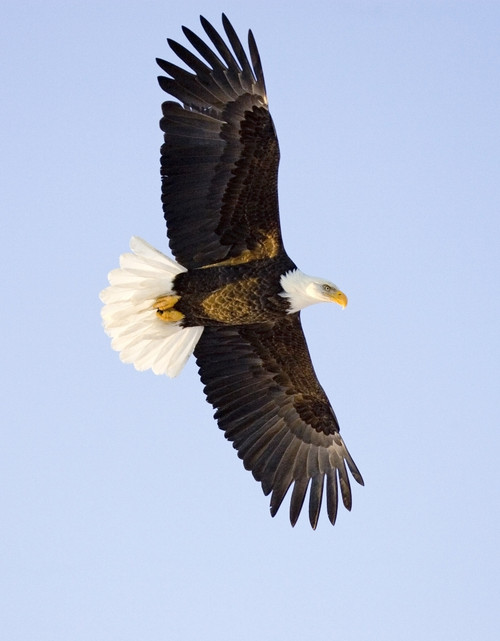 Bald Eagle In Mid-Air Flight Over Homer Spit Kenai Peninsula Alaska Winter PosterPrint - Item # VARDPI2099564