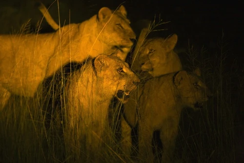 Lions At Night PosterPrint