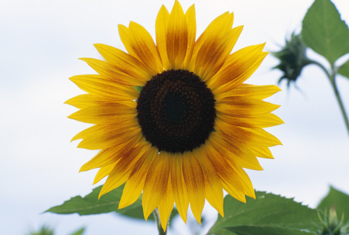 Close-Up Of Blooming Sunflower PosterPrint - Item # VARDPI1784064
