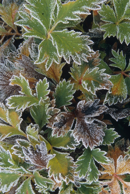 Frosted Leaves On Tundra Sc Alaska Autumn Close Up PosterPrint - Item # VARDPI2093535