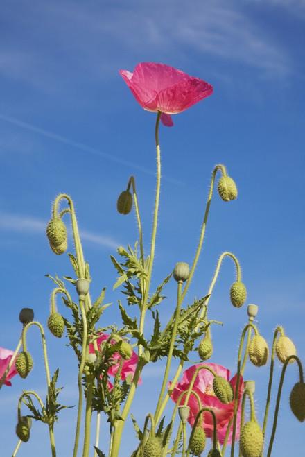 Red Flower Against Blue Sky PosterPrint - Item # VARDPI1860981