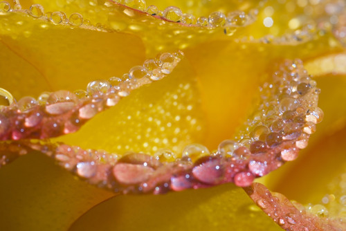 Dew On Flower Petals PosterPrint - Item # VARDPI1835886