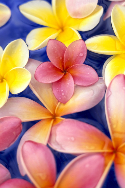 Studio Shot Of Colorful Plumeria Flowers On Blue Background PosterPrint - Item # VARDPI2002488