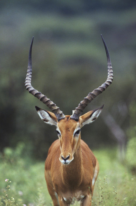 Impala (Aepyceros Melampus) Buck PosterPrint - Item # VARDPI1865318