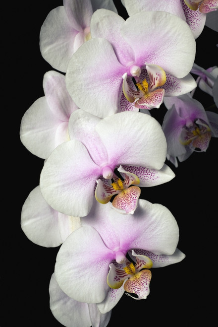 Orchids PosterPrint - Item # VARDPI1831110