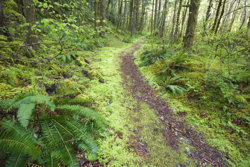 A Trail Leading Through The Forest PosterPrint - Item # VARDPI1875550