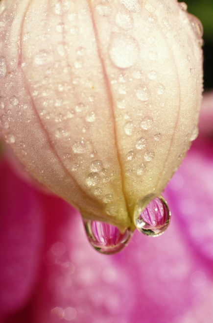 Flower With Dewdrops PosterPrint - Item # VARDPI1788372 Flower With Dewdrops PosterPrint - Item # VARDPI1788372