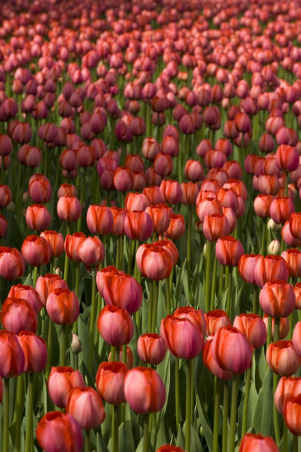 Tulips PosterPrint - Item # VARDPI1831031