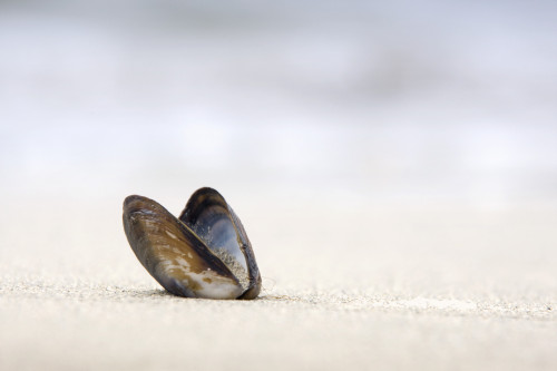 Empty Shell On The Sand PosterPrint - Item # VARDPI1834906