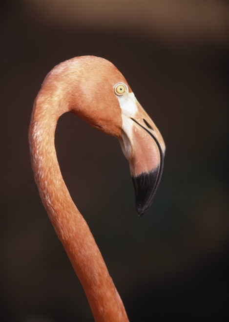 Close-Up Of Flamingo PosterPrint - Item # VARDPI1878883