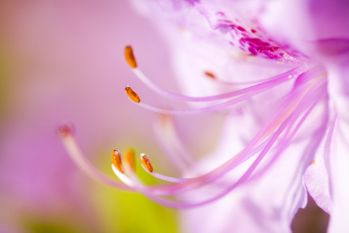 Close Up Of A Pink Flower PosterPrint - Item # VARDPI1831938
