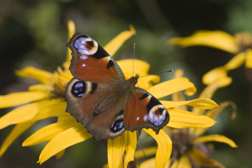 Butterfly (Lepidoptera) PosterPrint - Item # VARDPI1835248
