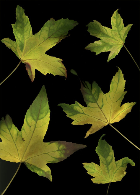 Colorful Autumn Leaves PosterPrint - Item # VARDPI1829434
